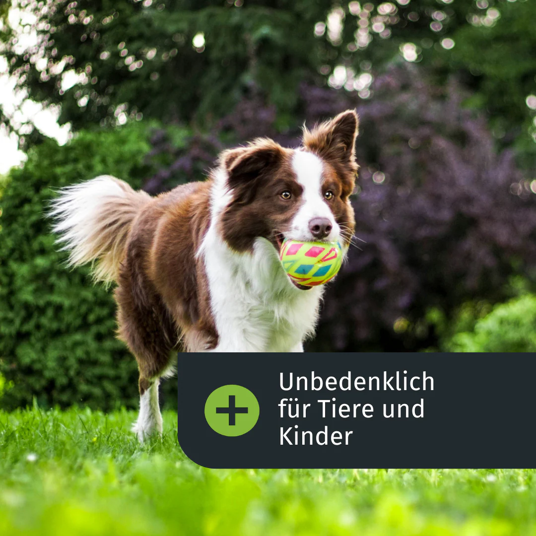 Vorschaubild 4