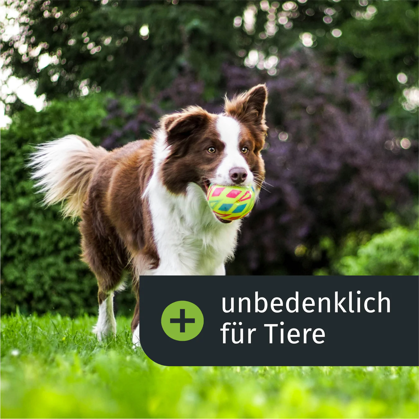 Vorschaubild 3